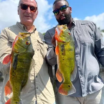 Double Peacock Bass Catch