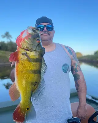 Tattooed Angler Peacock Bass